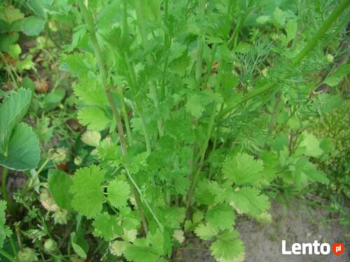 Zioła różne - prosze pytac.