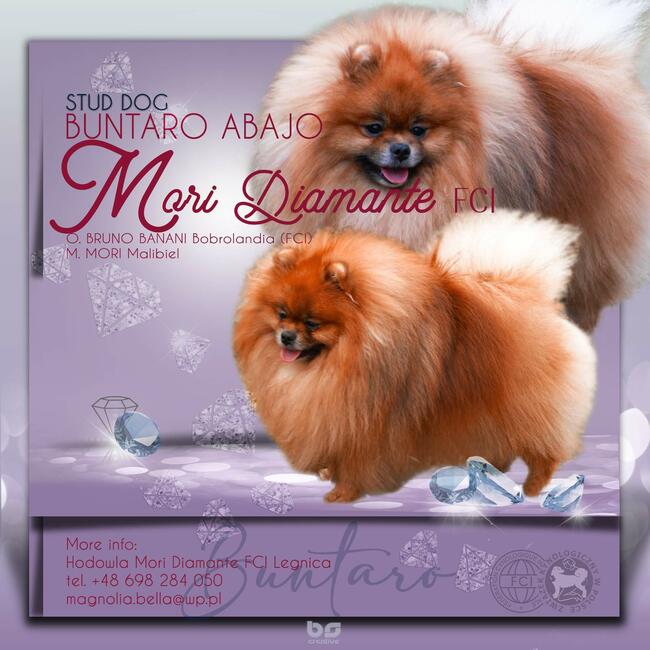 Pomeranian reproduktor FCI ZKwP krycie szpic miniaturowy