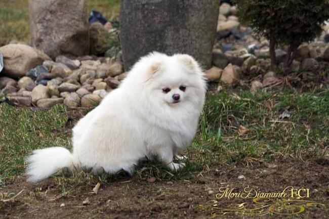 Pomeranian FCI ZKwP szpic miniaturowy