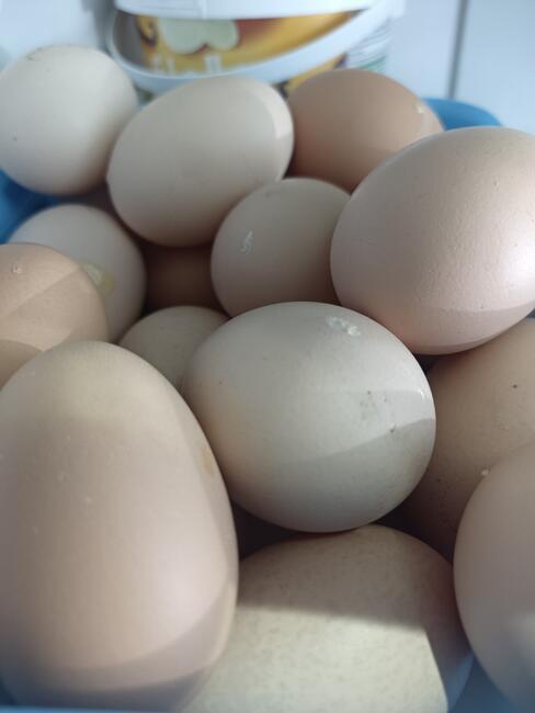 WARZYWA ekologiczne prosto z pola 730-450-496