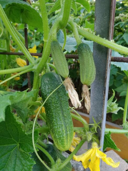 WARZYWA ekologiczne prosto z pola 730-450-496