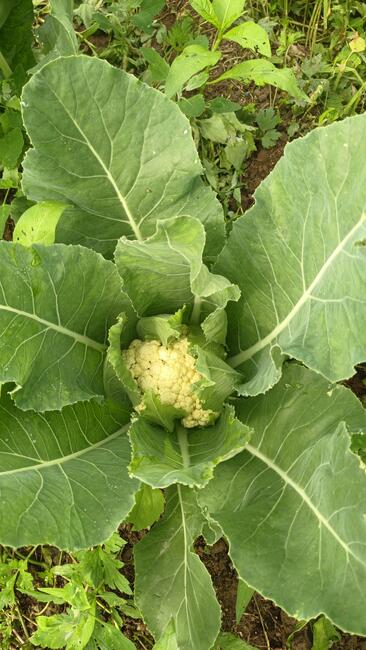 WARZYWA ekologiczne prosto z pola 730-450-496