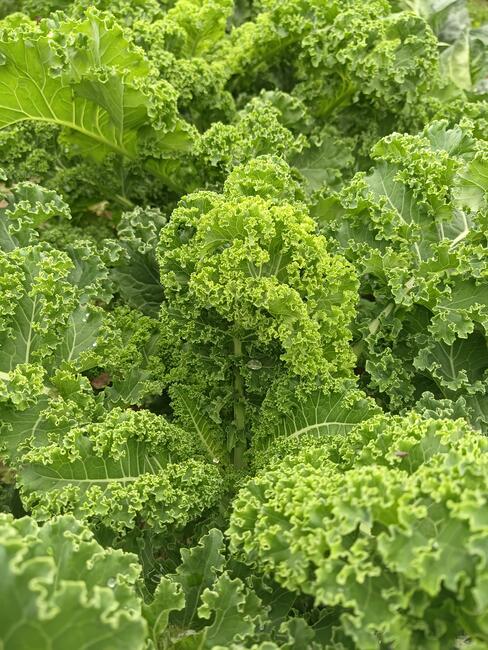 WARZYWA ekologiczne prosto z pola 730-450-496