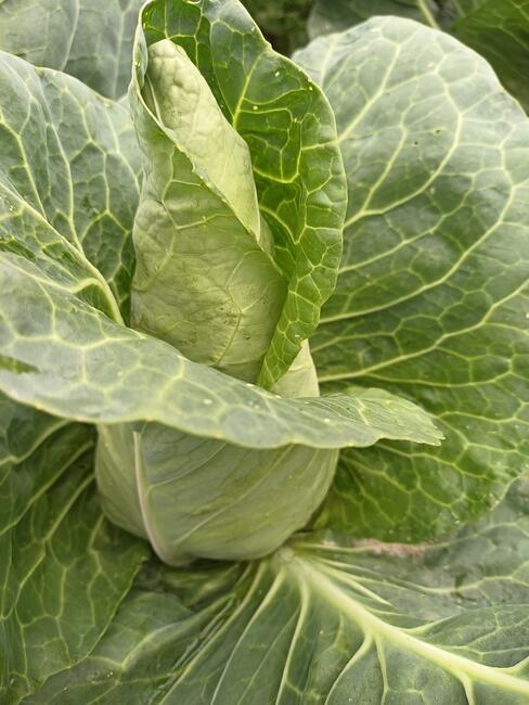 WARZYWA ekologiczne prosto z pola 730-450-496