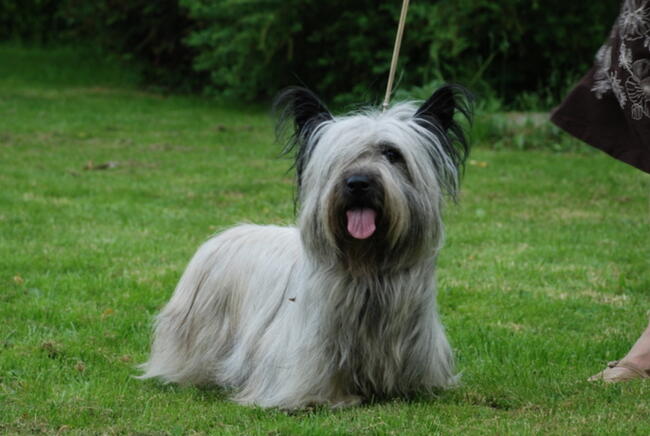 szczenięta SKYE TERRIER po championach FCI cert. do wglądu