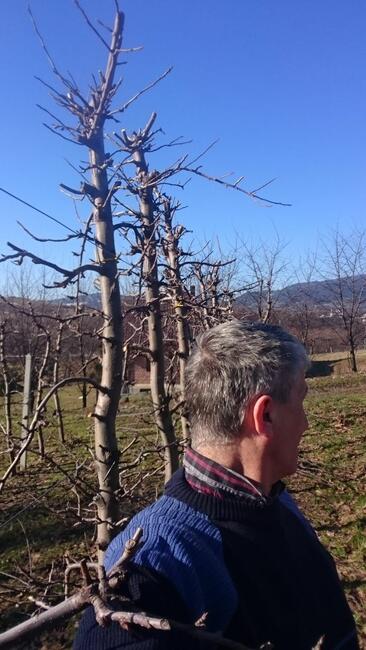 SPRZEDAJEMY CZAS -- duże drzewa owocowe