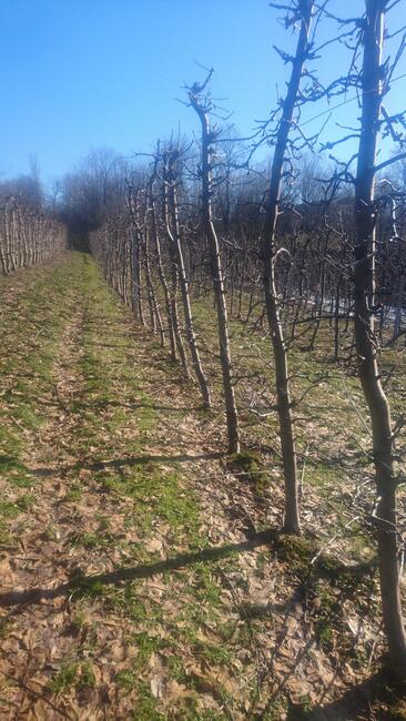 SPRZEDAJEMY CZAS -- duże drzewa owocowe