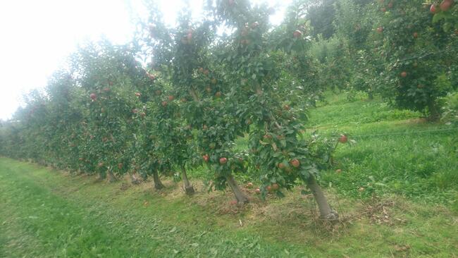 SPRZEDAJEMY CZAS -- duże drzewa owocowe