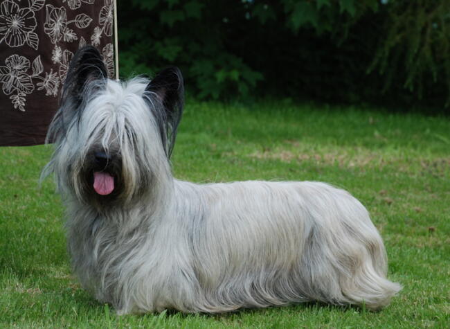 szczenięta SKYE TERRIER po championach FCI cert. do wglądu