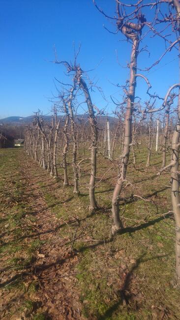 SPRZEDAJEMY CZAS -- duże drzewa owocowe