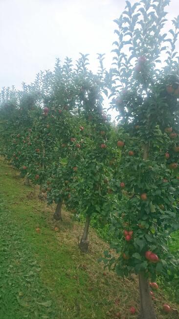 SPRZEDAJEMY CZAS -- duże drzewa owocowe