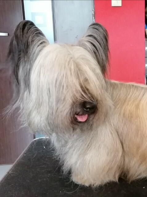 szczenięta SKYE TERRIER po championach FCI cert. do wglądu