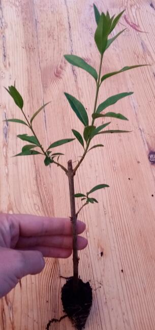 Żywopłot sadzonki Ligustr pospolity 1,50 zł