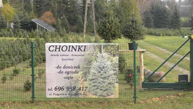 Choinki. Świerk srebrny formowany, 1.0 - 1.8 m.