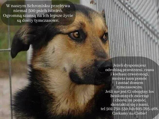 Zostań Domem Tymczasowym