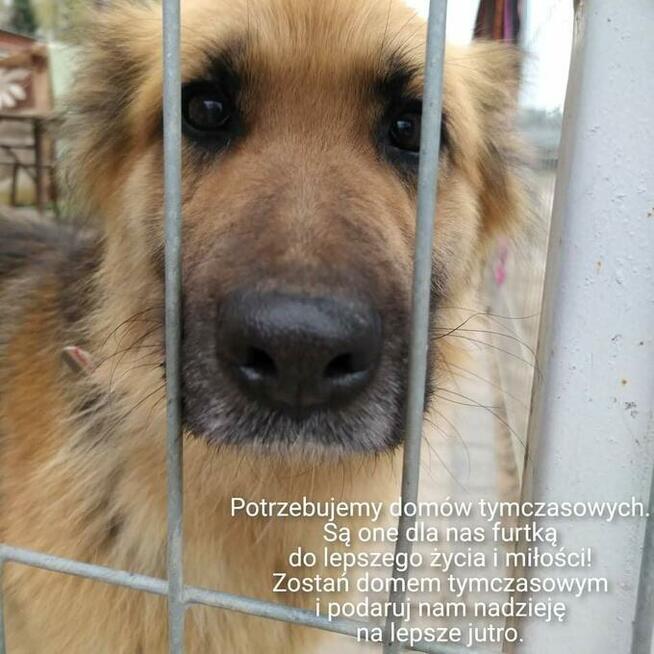 Zostań Domem Tymczasowym