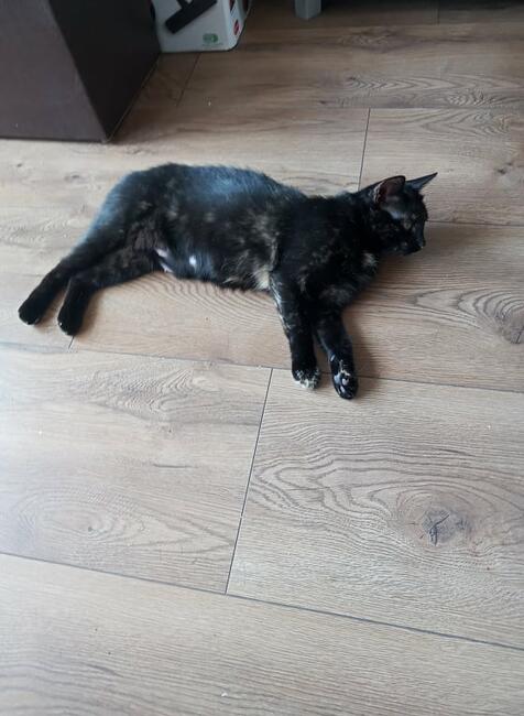 Miggonia koci ideal kocha psy i koty szuka domy Iwonka