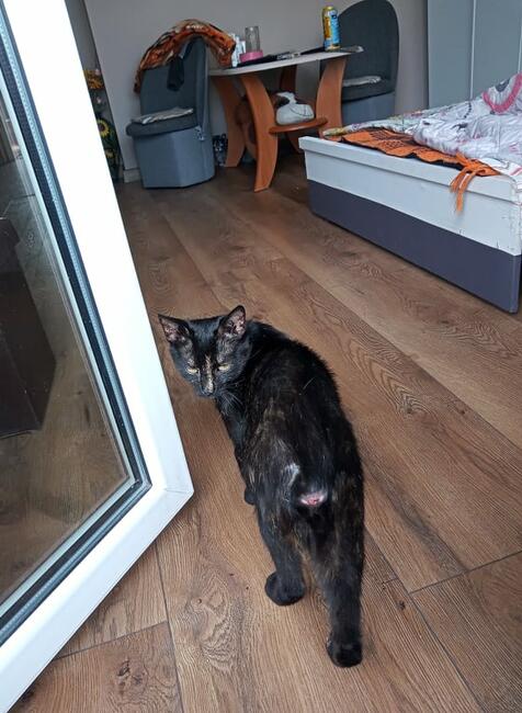 Miggonia koci ideal kocha psy i koty szuka domy Iwonka