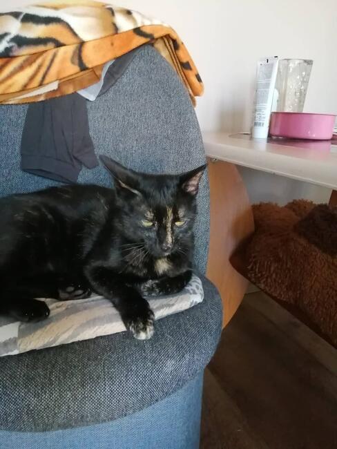 Miggonia koci ideal kocha psy i koty szuka domy Iwonka