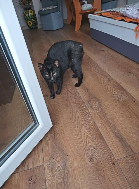 Miggonia koci ideal kocha psy i koty szuka domy Iwonka