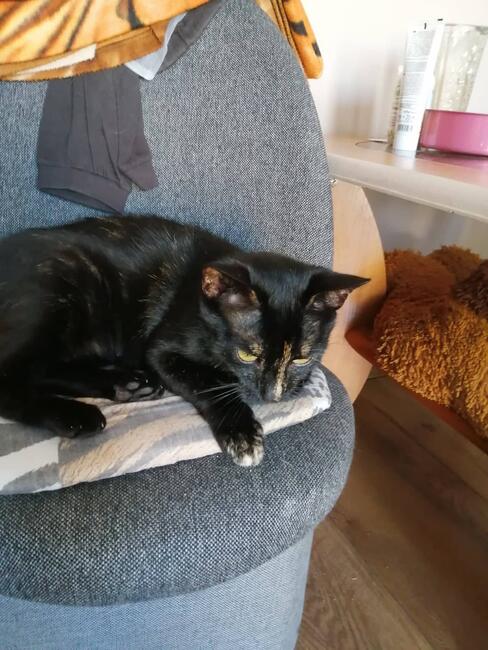 Miggonia koci ideal kocha psy i koty szuka domy Iwonka