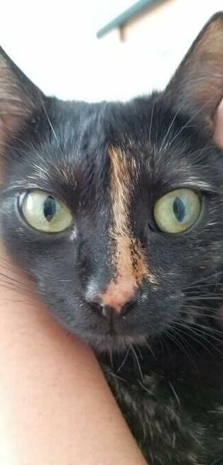 ZAGINĘŁA KOTKA !!!