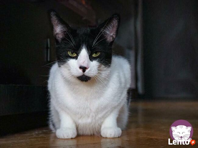 Tamu - on przynosi szczęście