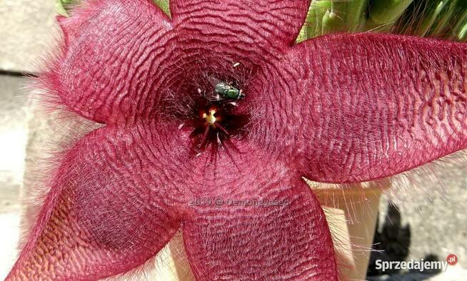 Sukulent Stapelia grandiflora włochate kwiaty