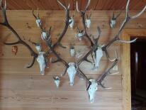 Trofea z dzika: medalion i oręże