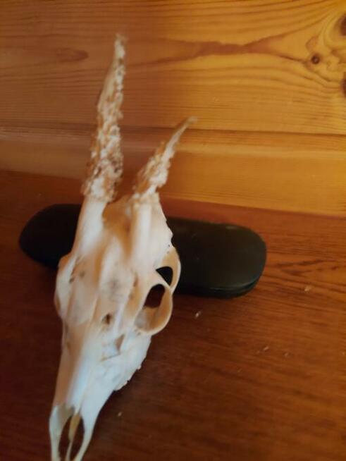 Trofea z dzika: medalion i oręże