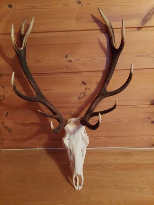 Trofea z dzika: medalion i oręże