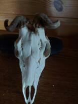 Trofea z dzika: medalion i oręże