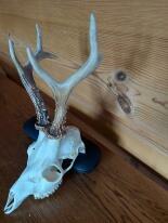 Trofea z dzika: medalion i oręże