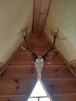 Trofea z dzika: medalion i oręże