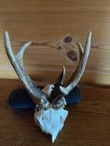 Trofea z dzika: medalion i oręże