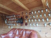 Trofea z dzika: medalion i oręże