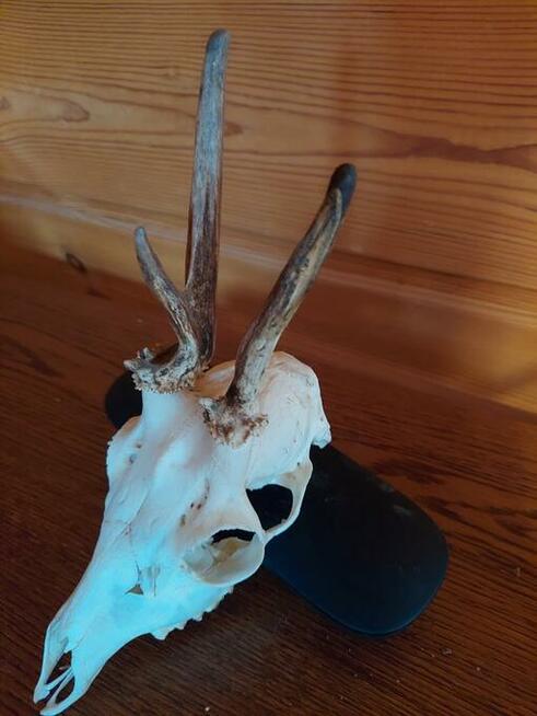 Trofea z dzika: medalion i oręże