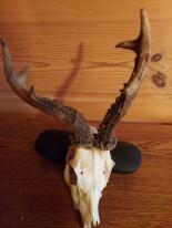 Trofea z dzika: medalion i oręże