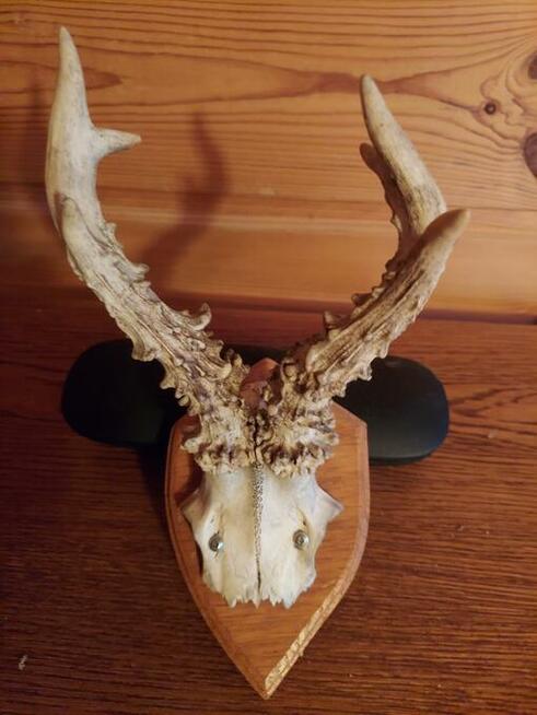 Trofea z dzika: medalion i oręże