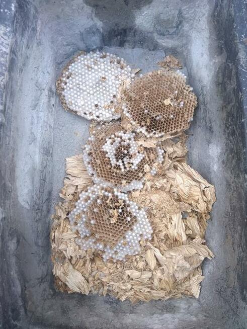 Osy, szerszenie, komary - dezynsekcja EfektDDD