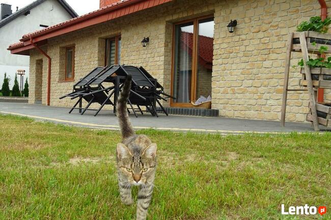 Producent kamienia ściennego elewacyjnego dekoracyjnego