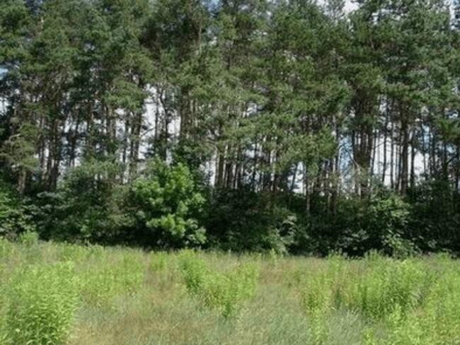 Działka w Tuszynie koło Łodzi