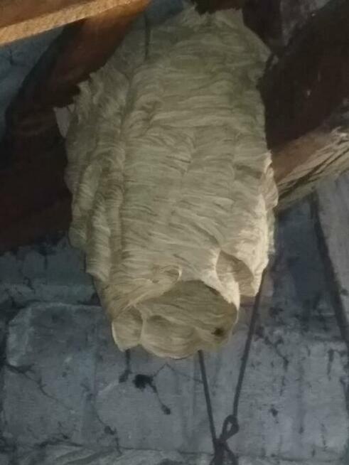 Osy, szerszenie, komary - dezynsekcja EfektDDD