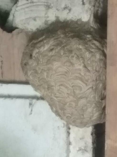 Osy, szerszenie, komary - dezynsekcja EfektDDD