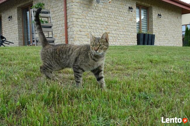 Producent kamienia ściennego elewacyjnego dekoracyjnego