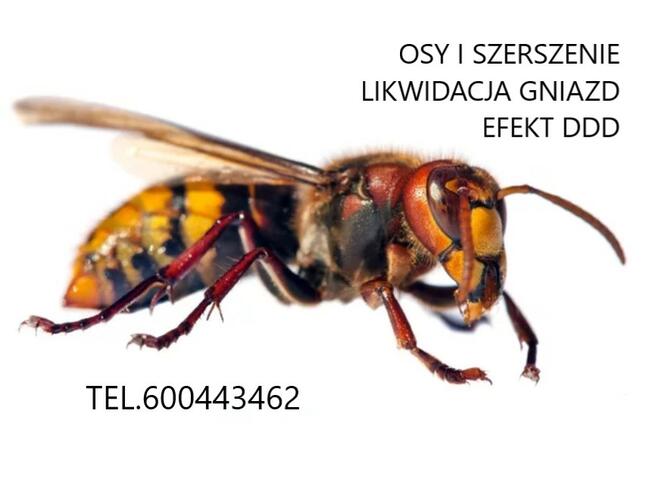 Osy, szerszenie, komary - dezynsekcja EfektDDD