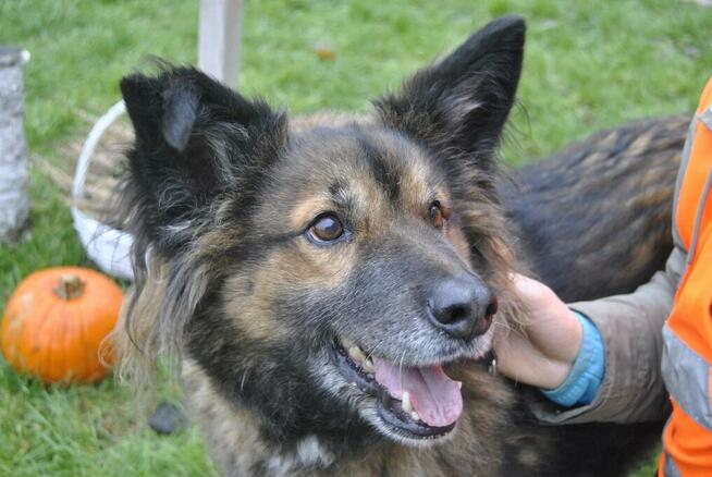 Miodek - w typie Długowłosy Owczarek Niemiecki; grzeczny