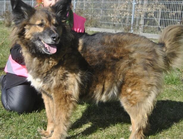 Miodek - w typie Długowłosy Owczarek Niemiecki; grzeczny