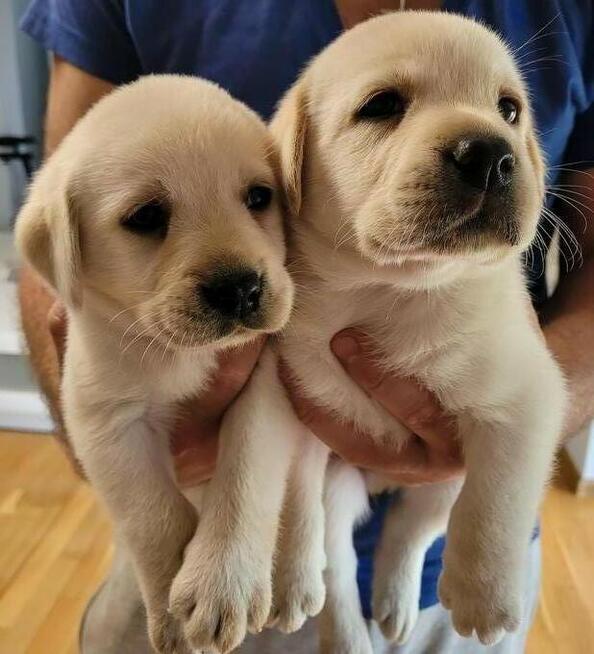 Labrador retriever biszkopt chlopak