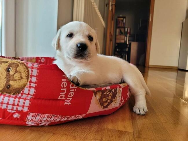 Labrador retriever biszkopt bialy